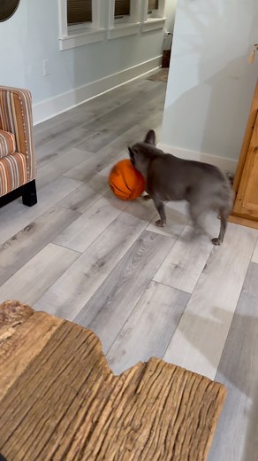 Frenchie vs Basketball 🏀 🐶 Life of Grayson! #grayson #frenchie #frenchielove #basketball #basketballislife #dog #play #game | Bryan Martin