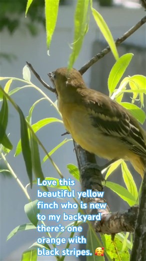I have my own paradise in my yard all this beautiful different types of birds 🥰❤️🙏 #birdtrends