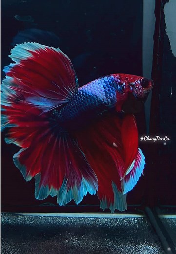Betta Halfmoon: Care Tips and Breed Characteristics