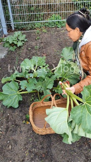 Harvesting Rhubarb in our Garden 🌱