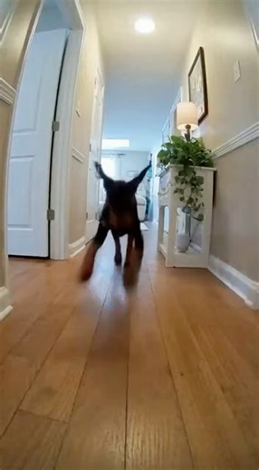 A Doberman Puppy Turns Into a Stealthy Enforcer?! | AI Chaos Simulation Ep.25 #funny #dog #pets