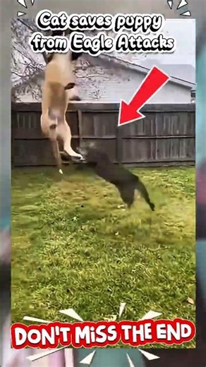 Cat saves puppy from Eagle Attacks #Cat #Eagle #puppy #Animals #shorts #youtubeshorts