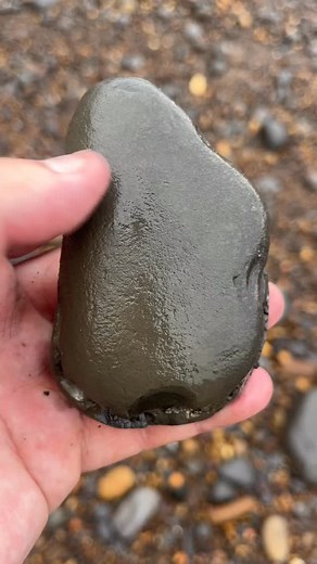 4.2K views · 1K reactions | Here’s a nodule containing Eleganticeras...