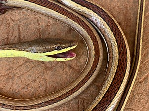 Ghana's Striped Beauty Snake - The Hauns in Africa