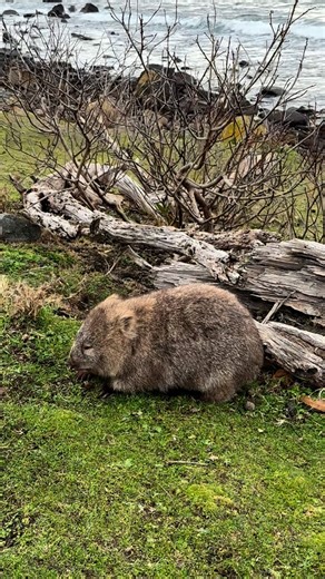 54K views · 21K reactions | Tasmania has many unique mammals found nowhere else in the world. Tasmania is amazing for wildlife around 42% of Tasmania is protected in the form of national parks and World Heritage Sites, which provide plenty of opportunities to take a look at the state’s animals in their native environments.#tasmania #wildlife #animallovers #cuteanimals #australia | Animals.of.tasmania | Facebook