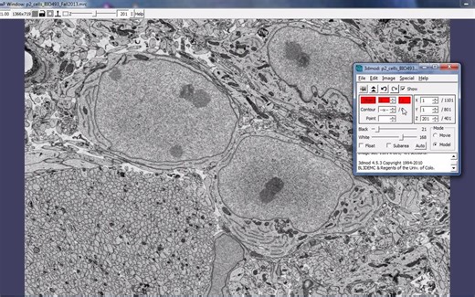 Tracing the Nucleus in IMOD