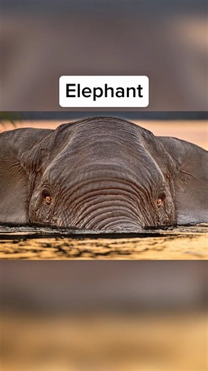 How Long Do Animals Sleep 🤯