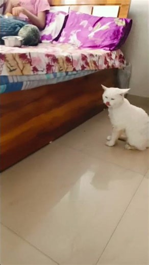 #anokhifamily #cat#chuncat #ladducat#cuteanimals#catlove#catlovers#lovecats