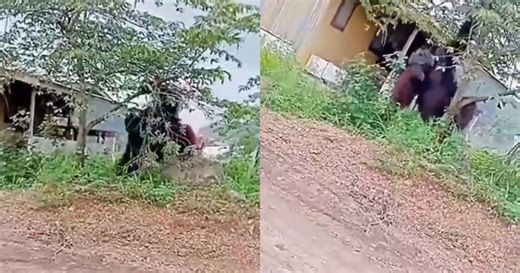 Video of large orangutan in East Kalimantan captures social media's attention [WATCH] | New Straits Times