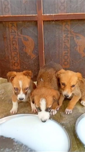 Blind 🦯 🦮 Puppies Rescued from a Desert Warehouse —Look at Their Amazing Transformation! 🐶❤️ #shorts
