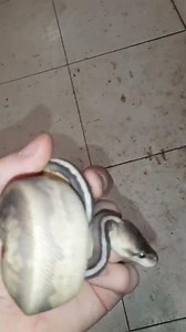 Baby cinnamon pastel ball python