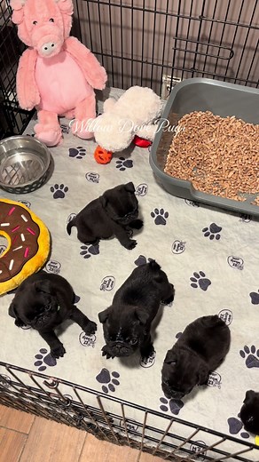 The Adorable World of Black Pugs