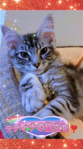 ラティナの旅立ち❣️ #メインクーン #mainecoon #猫 #ねこ #cat #猫のいる暮らし #ショート #shorts #子猫 #こねこ #kitten #猫の兄妹 #シルバータビー
