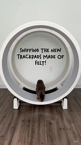 Meet the 7th Gen Cat Wheel: smoother spins, sturdier design, and whisper-quiet operation. Your cat’s new favorite way to stay happy and healthy. | One Fast Cat | Facebook