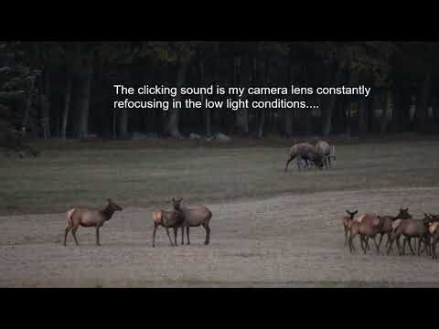 Epic PA Elk Battle, 9/20/25 #PAElkcountry #PAelks #benezette #elkrut