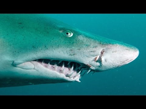 Sand Tiger Sharks | SHARK ACADEMY