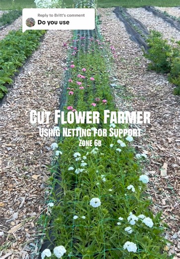 Maximizing Cut Flower Growth: Tips from a Michigan Farmer