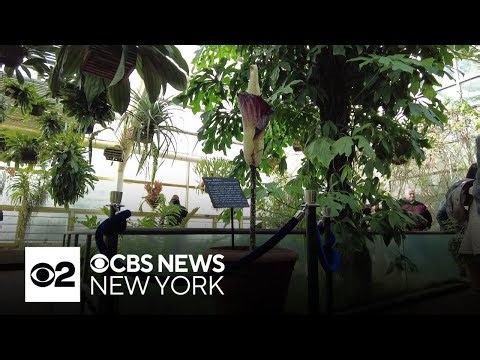 Rare corpse flower blooms at Brooklyn Botanic Garden