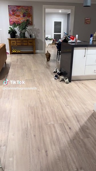 Gatsby the mini Groodle ❤️🥰 #minigroodle #groodle