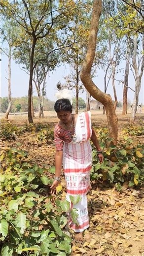 🌿 Rasika New Sarhul Song 🌿