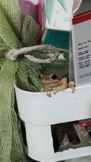 Ghar Ki Kautwal 😂 Frog Funny Video 👍 Ghar Ki Saan #viral#love #ytshorts #frog #animals #shorts#house