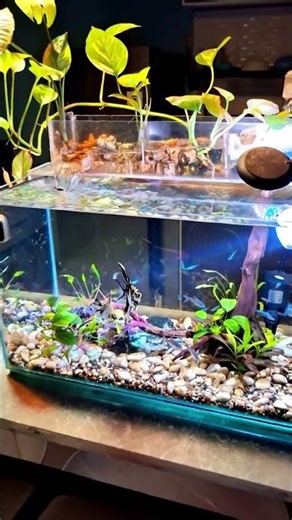 “Small Tank, Big Beauty 🐠✨ | Mini Aquarium Setup”.