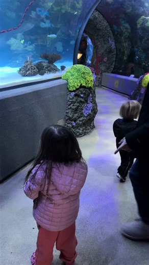 Exploring Exciting Aquatic Life at the Aquarium