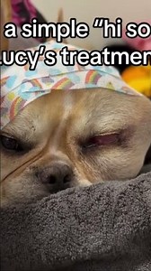 POV:you stayed 10s to write random words to save my dogs #bestiies #be#fyp #godblessyou