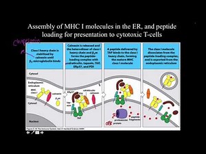 Immunology: MHC Antigen Processing and Presentation
