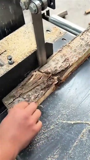 cutting piece of wood with vertical band saw machine and removing thin slice from raw bark timber