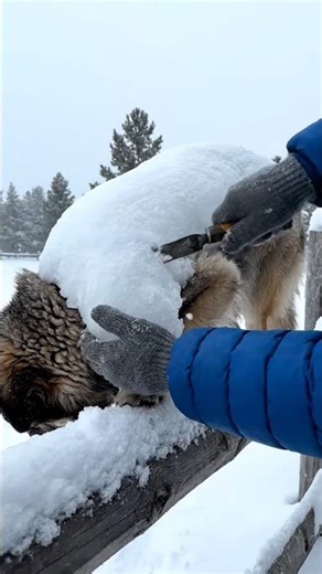 Saving a Frozen Dog! ❄️ Wait for the reaction... 😱