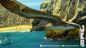 Brown pelicans flying over North America from the BBC series Earthflight ✨ Click on the link below to see more! https://www.youtube.com/watch?v=wfLl26yzpk8 #Earthflight #NorthAmerica #MondayMotivation | John Downer Productions