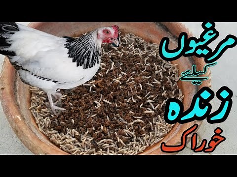 How to raise insects at home | Live food for chicks | Free chicken feed ideas | maggots for chicken