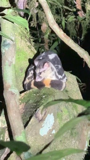 CAUGHT ON CAMERA: The Elusive Banded Linsang!