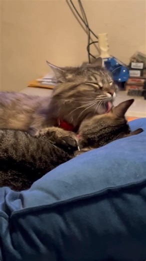ALPHA KITTY GIVING TENDER LOVE & KISSES TO THE RUNT. (ALPHIE & ELLI) 💚🧡