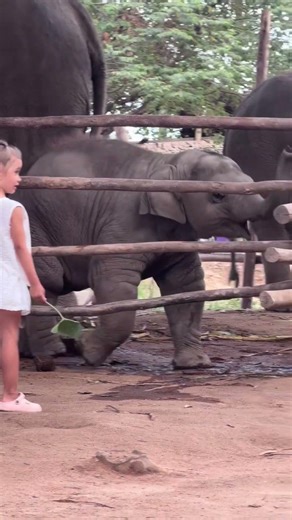 Baby elephant's first time seeing water #elephant #animals #shorts