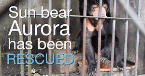 Poached as a cub from the wild, caged in isolation for 15 years...sun bear Aurora's life has been unending misery. Her entire world was a filthy cage a few paces across. She had no interaction with the natural world, no ability to express her natural behaviours - to forage for food, to explore the forest, to climb trees and interact with other bears. Aurora has suffered more greatly than we'll ever truly be able to comprehend, and that is precisely why we had to help her. We couldn't walk away f
