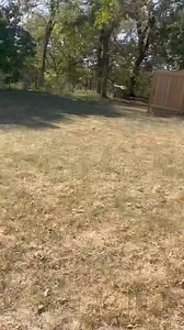 12K views · 1.3K reactions | Watching the dogs run free is one of the most wonderful things to witness. We don’t often get to shut the shelter down and lock the gates and let them get the zoomies and run free - we have some incredible pups and friends within the shelter right now. SO excited for the upcoming play yards !! | Always & Furever Midwest Animal Sanctuary | Facebook