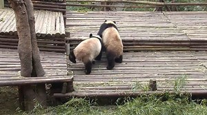 A high-speed panda chase ended in “panda police” catching the “apple thief” and getting the precious apple back. (Xiao Qiao & Oreo) #HiPanda | iPanda