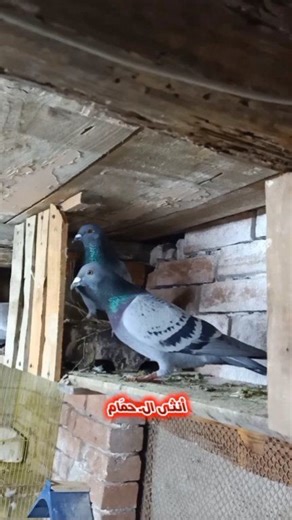 Confirmed Signs That a Female Pigeon Is About to Lay Eggs 🥚 #pigeon #pigeonbreeding #pigeoncare #pigeoneggs #birdbreeding #pigeontips #pigeonlife #pigeonlover | 𝓛𝓸𝓯𝓽 𝓜𝓸𝓱𝓪𝓶𝓮𝓭