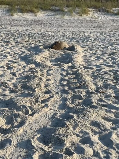 10K views · 264 reactions | What an incredible moment captured by Sea Turtle Patrol Hilton Head Island—a sea turtle laying a nest during the day, which is a rare sight! We're currently at 166 nests and counting. Tag a friend to make their day! ✨ | Visit Hilton Head | Facebook