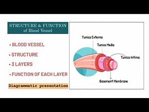 Blood Vessel Structure | 3 Layers - Tunica Externa + Media + Intima | Functions of each layer