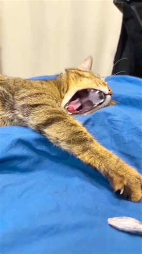 Why are you crying, cat? I'm sleeping😂😂 #youtubeshort #funny #comedy #catvideos
