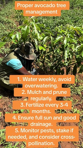 Avocado Tree Management Tips for Healthy Growth