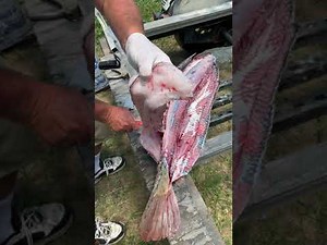 How to clean alligator gar for beginners!