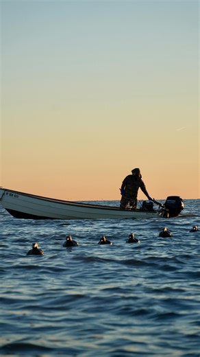 Rover Concepts on Instagram: "FIRST TIME SEA DUCK HUNTING! What an unforgettable experience hunting from layout boats with @osgoutfitters If you’ve ever wanted to try sea duck hunting I would strongly suggest booking a trip with them! Full video live on YouTube link in bio! • #seaduck #waterfowl #duckhunting #duck"