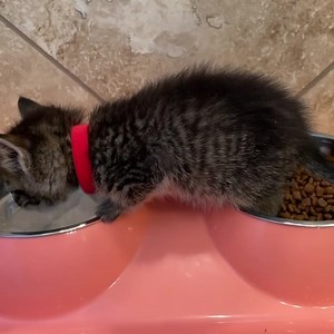 585K views · 82K reactions | Today the new TENants (there are TEN!)...