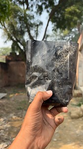 I found the most expensive Gular Tree 🌳 in our village / planting Gular Tree 🌳 for birds 🦅 | Trees Plants Info