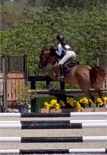 Using Draw Reins and a Martingale for Effective Horse Schooling