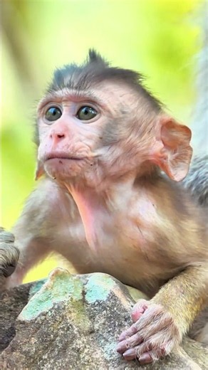 Wildlife conservation content – because monkeys deserve our love and protection